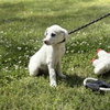 Victor - Photo 3