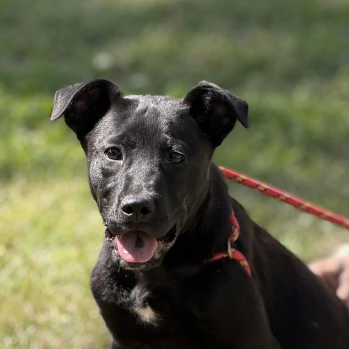 Walnut, an adoptable Labrador Retriever in Yardley, PA