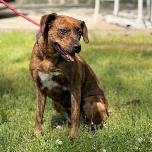 XENA - Plott Hound available for adoption