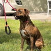 Xena - Photo 4