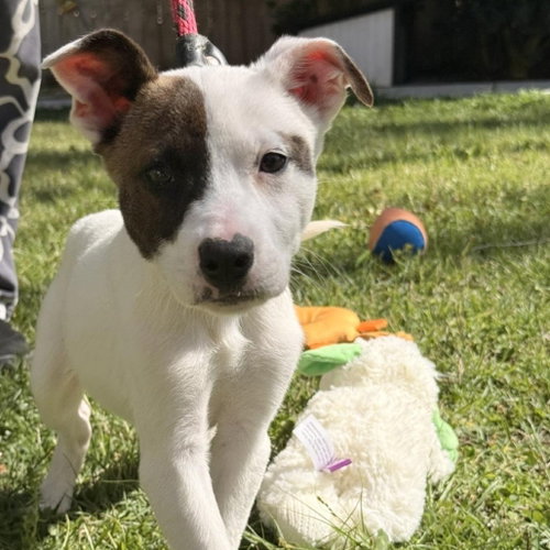 ZITI - Terrier / Labrador Retriever available for adoption
