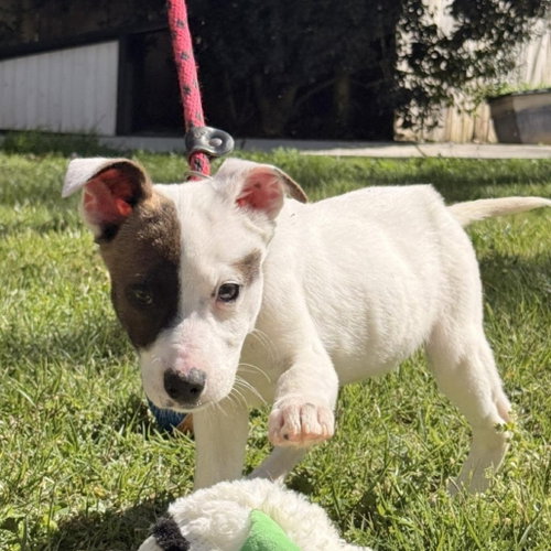 ZITI - Terrier / Labrador Retriever available for adoption