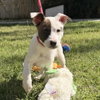 Ziti - Photo 4