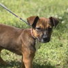 Snickers - Photo 1