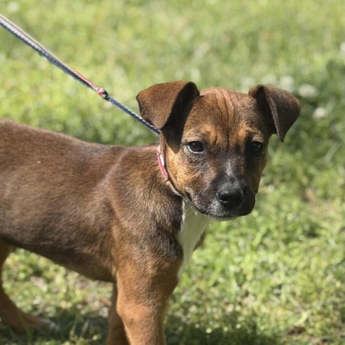 SNICKERS - Labrador Retriever available for adoption