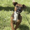 Snickers - Photo 2