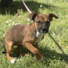 Snickers - Photo 3