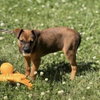 Snickers - Photo 4