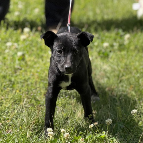 Crunch, an adoptable Labrador Retriever in Yardley, PA