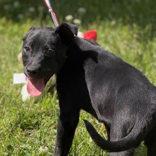 CRUNCH - Labrador Retriever available for adoption