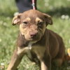 Reese Cup - Photo 1