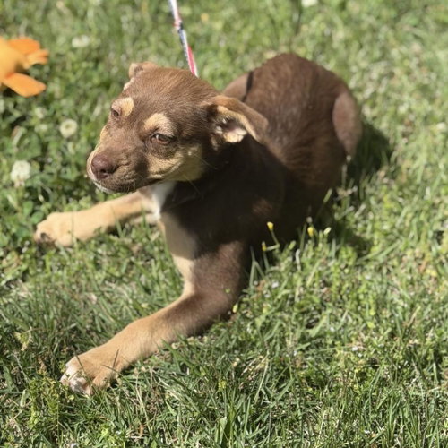 REESE CUP - Labrador Retriever available for adoption