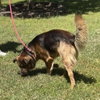 Milo - Photo 3