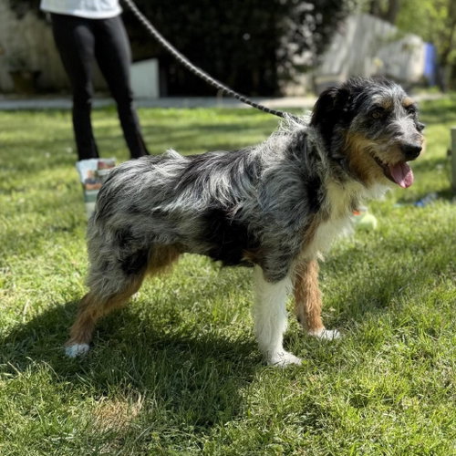 OLLIE - Schnauzer / Australian Cattle Dog/Blue Heeler available for adoption