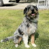 Ollie - Photo 2