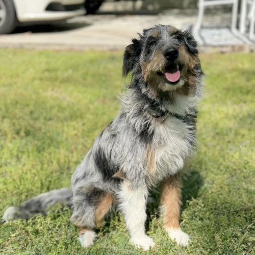 OLLIE - Schnauzer / Australian Cattle Dog/Blue Heeler available for adoption