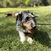 Ollie - Photo 3