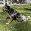 Ollie - Photo 4