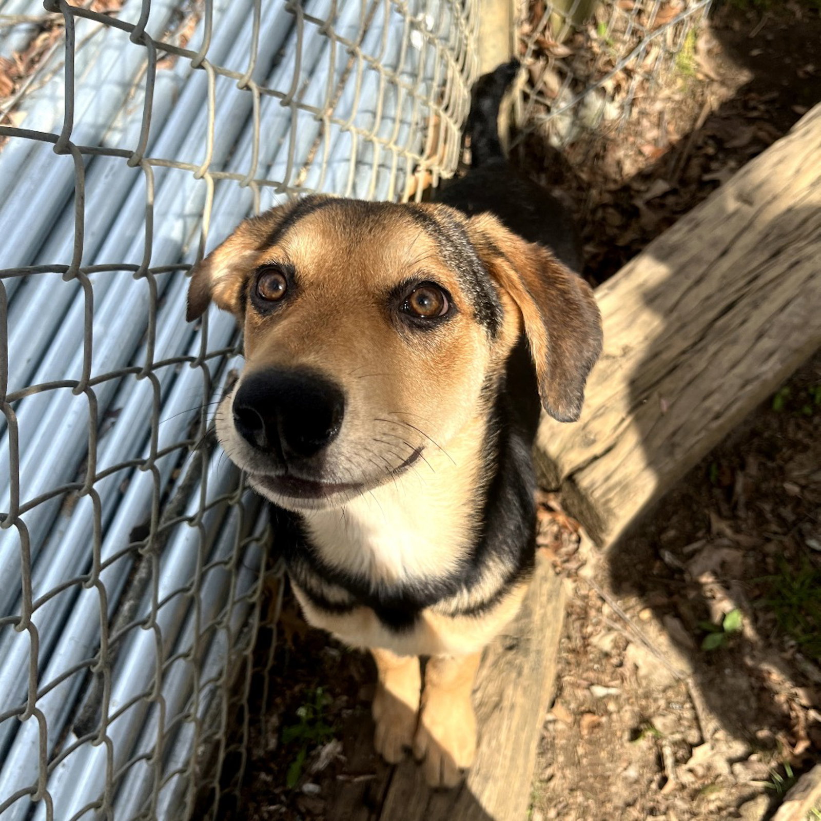 COCO HOPE  LOWER FEE! Image