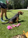 Ace - Photo 4
