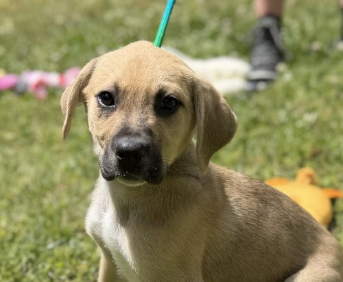 America, an adoptable Labrador Retriever in Yardley, PA