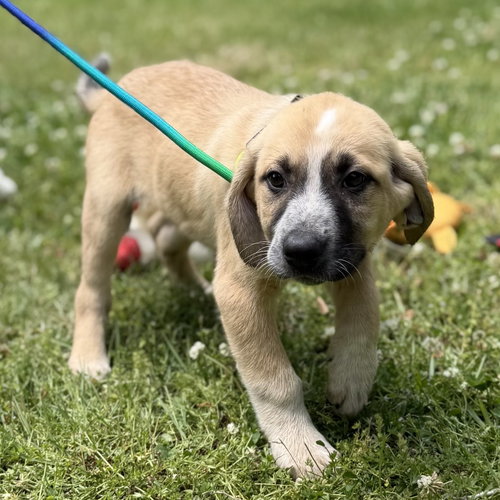 Rocket, an adoptable Labrador Retriever in Yardley, PA