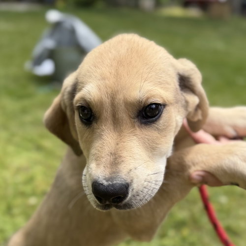 General, an adoptable Labrador Retriever in Yardley, PA