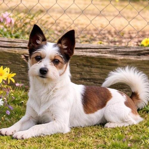 Orrell, an adoptable Terrier in Yardley, PA