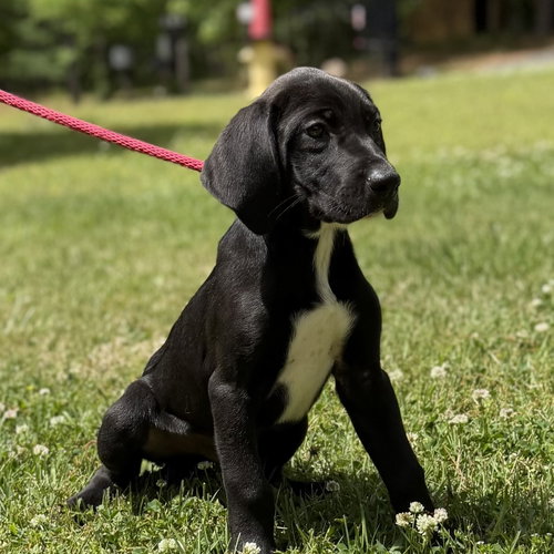 SPARKLER - Labrador Retriever / Hound available for adoption