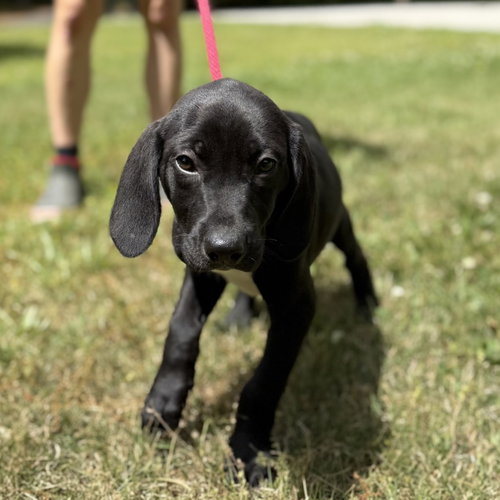 SPARKLER - Labrador Retriever / Hound available for adoption