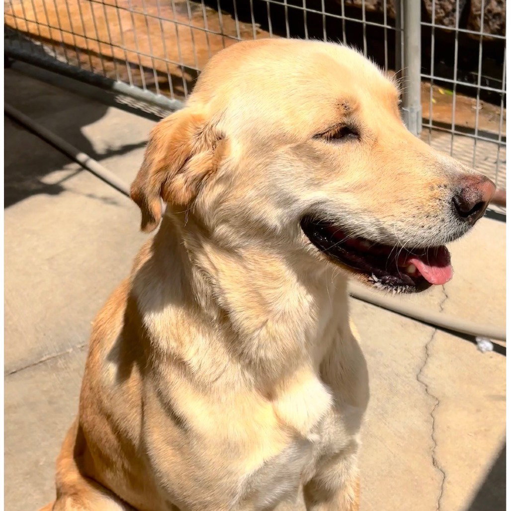 Maggie Image