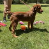 Oscar - Photo 3