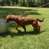 Oscar - Photo 4