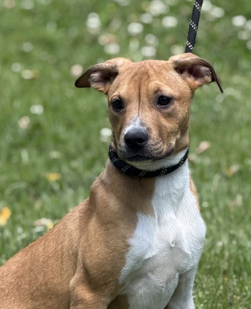 WHITNEY - Hound / Terrier available for adoption