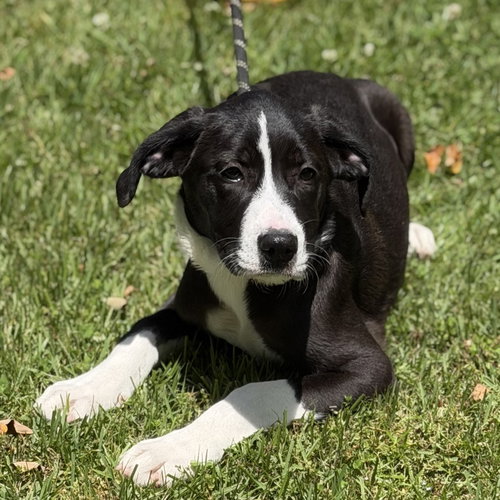 SUSIE - Terrier / Hound available for adoption