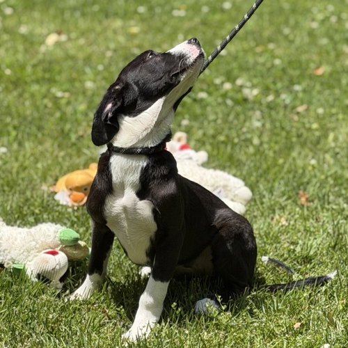 SUSIE - Terrier / Hound available for adoption