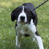 Taffy - Photo 1