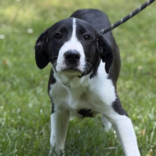 TAFFY - Terrier / Hound available for adoption