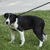 Taffy - Photo 2