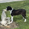 Taffy - Photo 3