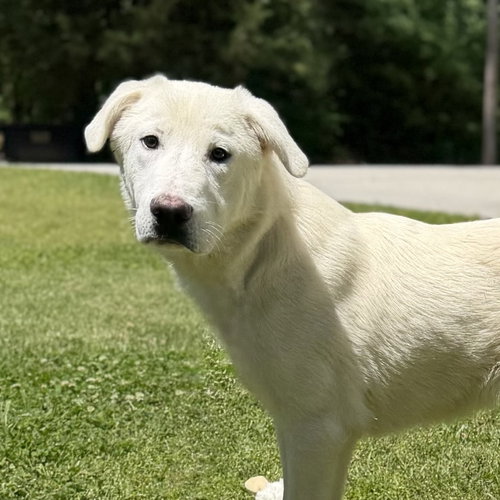 STEFAN - Great Pyrenees / Labrador Retriever available for adoption