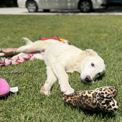 STEFAN - Great Pyrenees / Labrador Retriever available for adoption