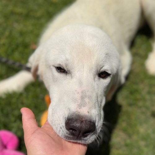 DAMON - Great Pyrenees / Labrador Retriever available for adoption