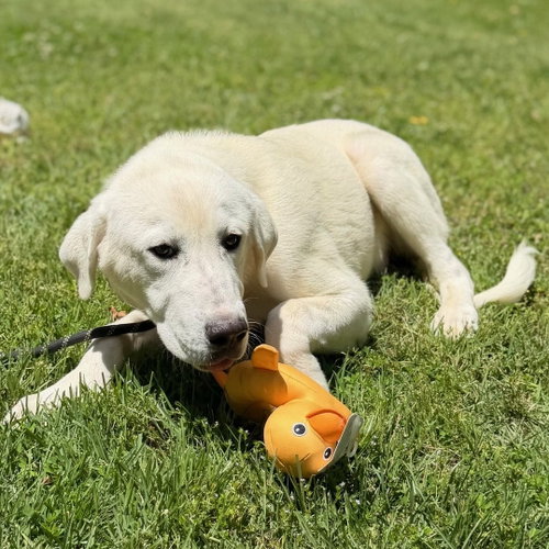 DAMON - Great Pyrenees / Labrador Retriever available for adoption
