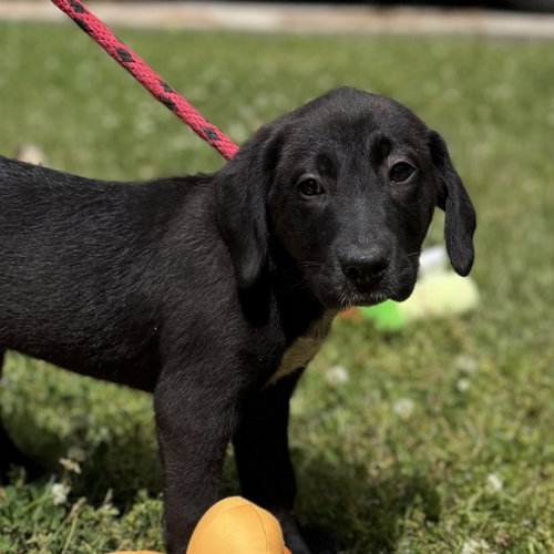 Freedom, an adoptable Labrador Retriever in Yardley, PA