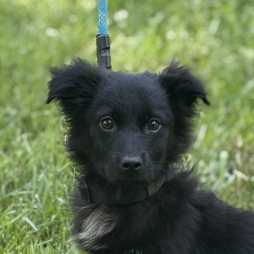 Americano, an adoptable Cocker Spaniel in Yardley, PA