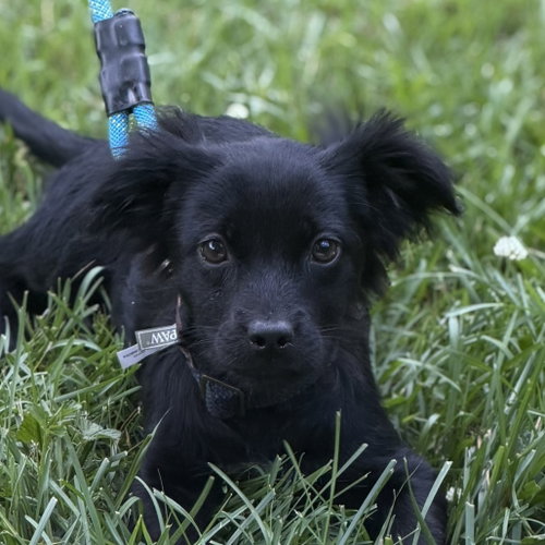 Cappuccino, an adoptable Cocker Spaniel in Yardley, PA