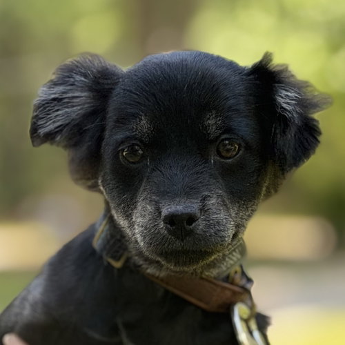 Espresso, an adoptable Cocker Spaniel in Yardley, PA