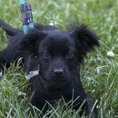 CAPPUCCINO, an adoptable Cocker Spaniel in Yardley, PA