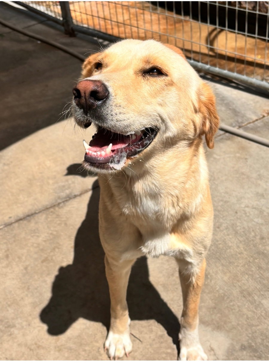 MAGGIE